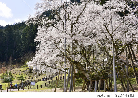 岐阜県本巣市　根尾谷淡墨桜 82344883