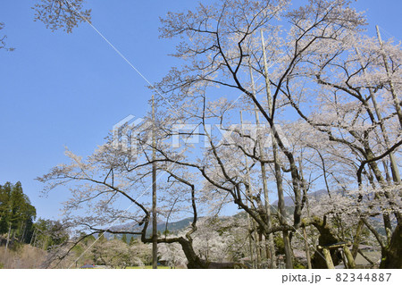 岐阜県本巣市　根尾谷淡墨桜 82344887