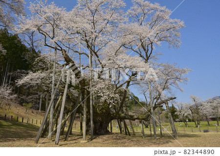 岐阜県本巣市　根尾谷淡墨桜 82344890