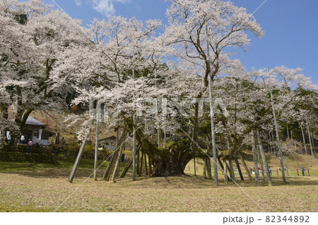 岐阜県本巣市　根尾谷淡墨桜 82344892