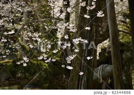 岐阜県本巣市　根尾谷淡墨桜 82344898