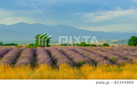 Stunning landscape with a lavender field in the foothills. Stunning landscape with a lavender field in the foothills. 82344909