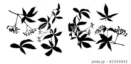 Set of monochrome leaves. Parthenocissus inserta. Vector illustration Set of monochrome leaves. Parthenocissus inserta. Vector illustration 82344942
