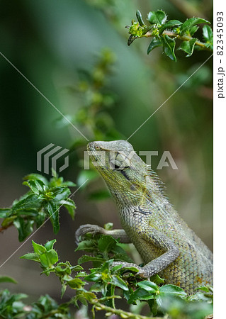 シンガポールの野生動物 緑のトカゲの写真素材 シンガポールの野生動物 緑のトカゲの写真素材