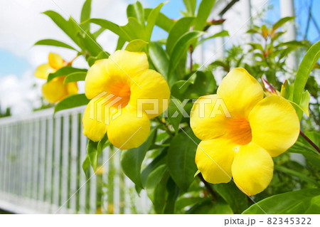 沖縄 アラマンダの花の写真素材