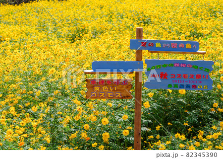キバナコスモス【群馬県高崎市鼻高展望花の丘】 キバナコスモス【群馬県高崎市鼻高展望花の丘】 82345390