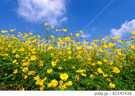 キバナコスモス【群馬県高崎市鼻高展望花の丘】 キバナコスモス【群馬県高崎市鼻高展望花の丘】 82345438