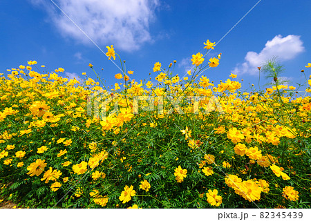キバナコスモス【群馬県高崎市鼻高展望花の丘】 キバナコスモス【群馬県高崎市鼻高展望花の丘】 82345439