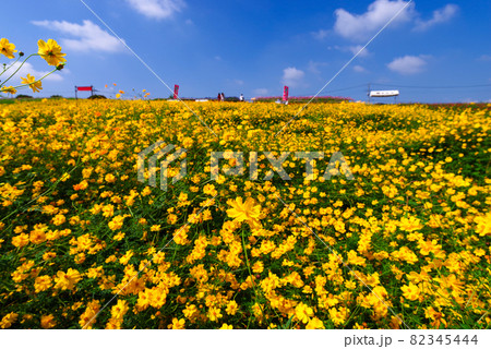 キバナコスモス【群馬県高崎市鼻高展望花の丘】 キバナコスモス【群馬県高崎市鼻高展望花の丘】 82345444