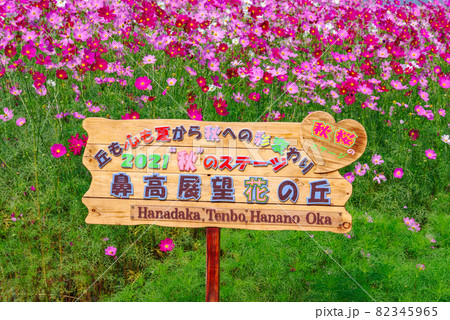 コスモス畑【群馬県高崎市鼻高展望花の丘】 コスモス畑【群馬県高崎市鼻高展望花の丘】 82345965