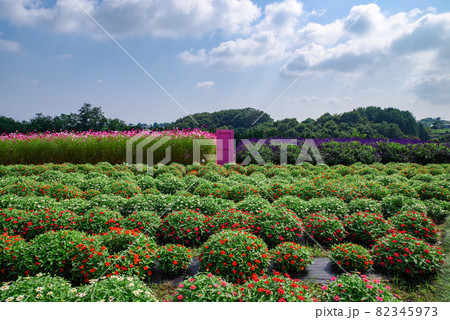 コスモス畑とサルビア【群馬県高崎市鼻高展望花の丘】 コスモス畑とサルビア【群馬県高崎市鼻高展望花の丘】 82345973