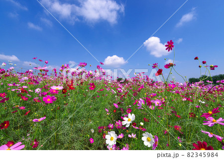 コスモス畑 群馬県高崎市鼻高展望花の丘 の写真素材