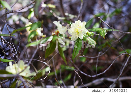 岩場を好んで咲くクリイム色のヒカゲツツジ 82346032