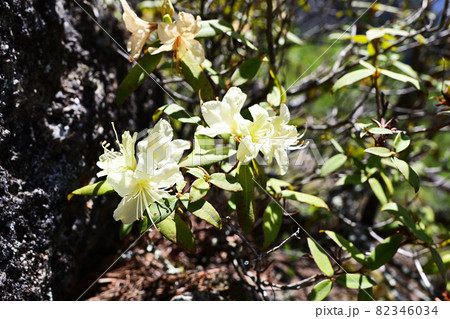 岩場を好んで咲くクリイム色のヒカゲツツジ 岩場を好んで咲くクリイム色のヒカゲツツジ 82346034