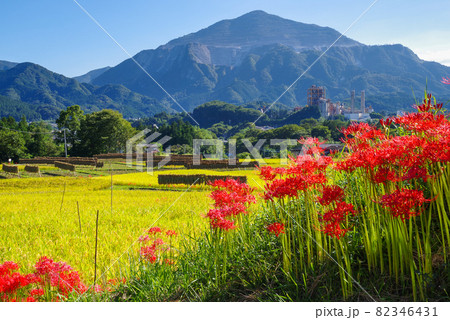 寺坂棚田・彼岸花と田園風景【埼玉県秩父郡横瀬町】 82346431
