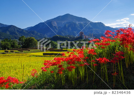 寺坂棚田・彼岸花と田園風景【埼玉県秩父郡横瀬町】 82346436