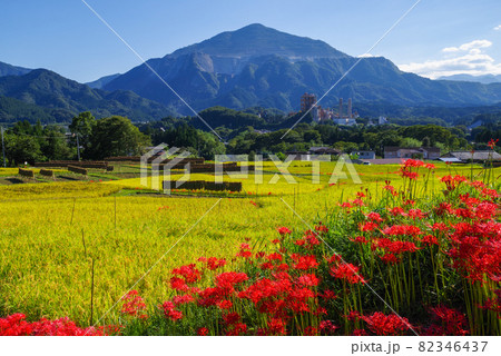 寺坂棚田・彼岸花と田園風景【埼玉県秩父郡横瀬町】 寺坂棚田・彼岸花と田園風景【埼玉県秩父郡横瀬町】 82346437