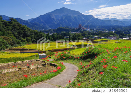 寺坂棚田 彼岸花と武甲山 埼玉県秩父郡横瀬町 の写真素材