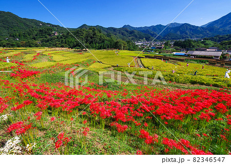 寺坂棚田・彼岸花と田園風景【埼玉県秩父郡横瀬町】 寺坂棚田・彼岸花と田園風景【埼玉県秩父郡横瀬町】 82346547