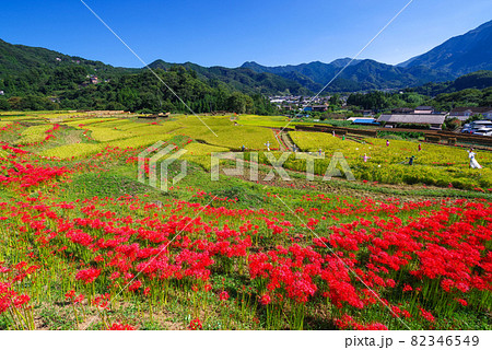 寺坂棚田 彼岸花と田園風景 埼玉県秩父郡横瀬町 の写真素材