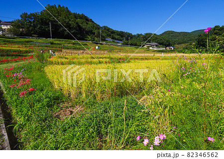 寺坂棚田・彼岸花と田園風景【埼玉県秩父郡横瀬町】 82346562