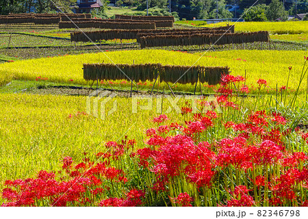 日本の原風景【里山】（埼玉県秩父郡横瀬町寺坂棚田）の写真素材