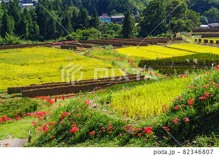 日本の原風景【里山】(埼玉県秩父郡横瀬町寺坂棚田) 日本の原風景【里山】(埼玉県秩父郡横瀬町寺坂棚田) 82346807