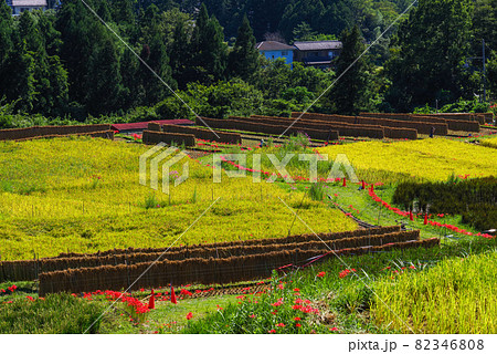 日本の原風景【里山】（埼玉県秩父郡横瀬町寺坂棚田） 82346808