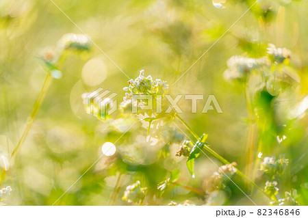 朝日を浴びる秋蕎麦の花　【長野県】 82346846