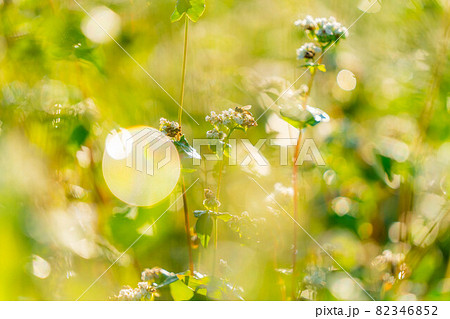 朝日を浴びる秋蕎麦の花 【長野県】 朝日を浴びる秋蕎麦の花 【長野県】 82346852