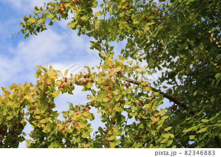 イチョウ 82346883