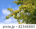 イチョウ 82346885