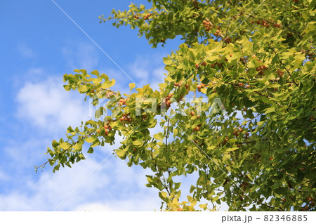 イチョウ 82346885