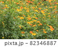 キバナコスモス 82346887