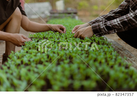 Gardening concept a farmer culling the green seedlings before removing them from pots to growing in the prepared soil plot 82347357