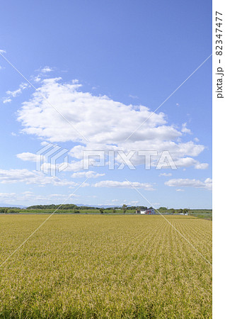 青空と秋の稲穂 82347477