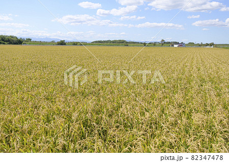 青空と秋の稲穂 82347478