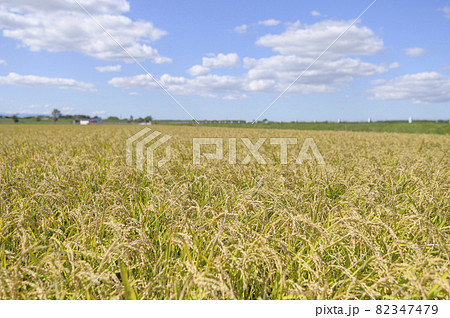 青空と秋の稲穂 82347479