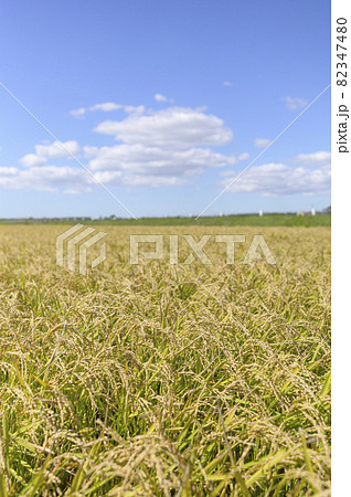 青空と秋の稲穂 82347480