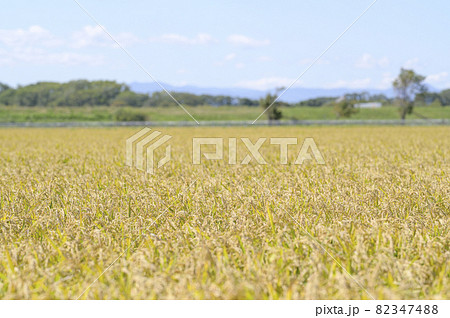 青空と秋の稲穂 82347488