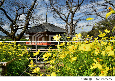 安倍文殊院(金閣浮御堂・黄色いコスモス咲く) 【奈良県桜井市】 82347575