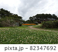 公園のクローバの花畑 82347692