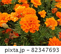 花壇のオレンジのマリーゴールド 82347693