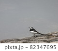 池の前でたたずむ小鳥 82347695