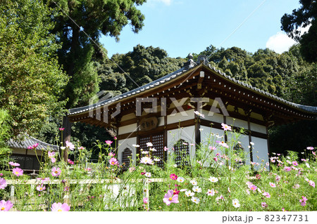 安倍文殊院(不動堂とコスモス) 【奈良県桜井市】 安倍文殊院(不動堂とコスモス) 【奈良県桜井市】 82347731