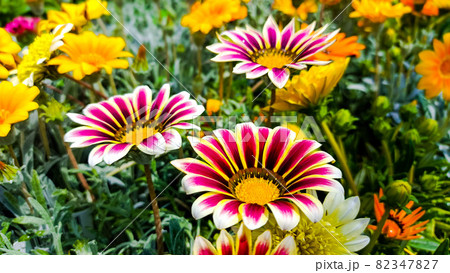 色とりどりに咲いたガザニアの花 色とりどりに咲いたガザニアの花 82347827