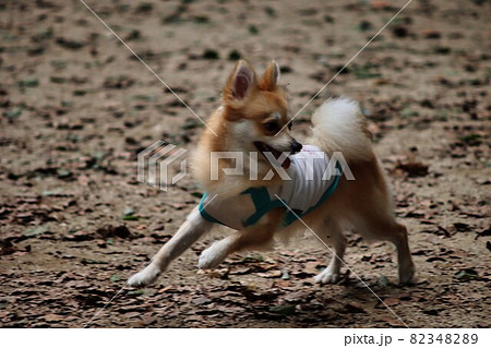 走るかわいい犬 走るかわいい犬 82348289