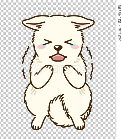 Frightened white shiba 82348299