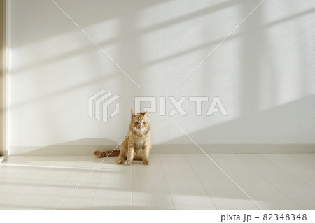 ねこちゃん親子の日常風景 82348348