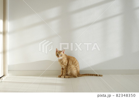 ねこちゃん親子の日常風景 82348350